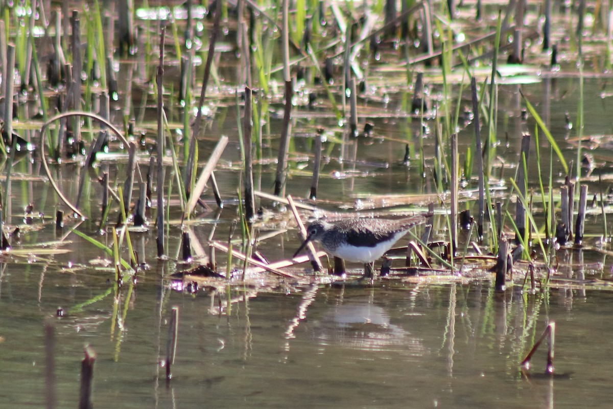 ביצנית בודדת - ML646305063