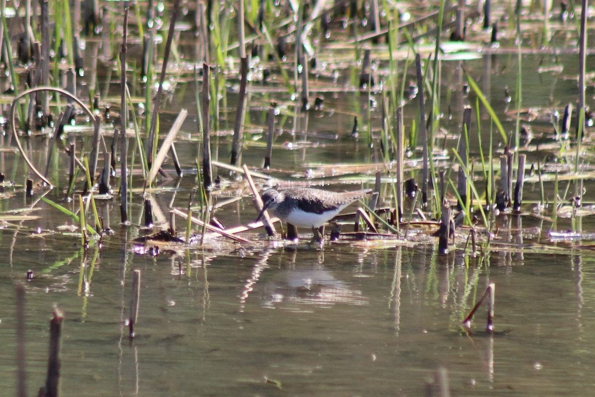 ביצנית בודדת - ML646305064