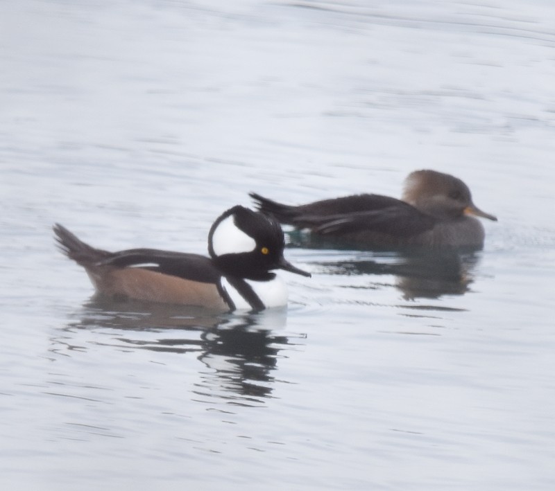 מרגון מקושט - ML646305070