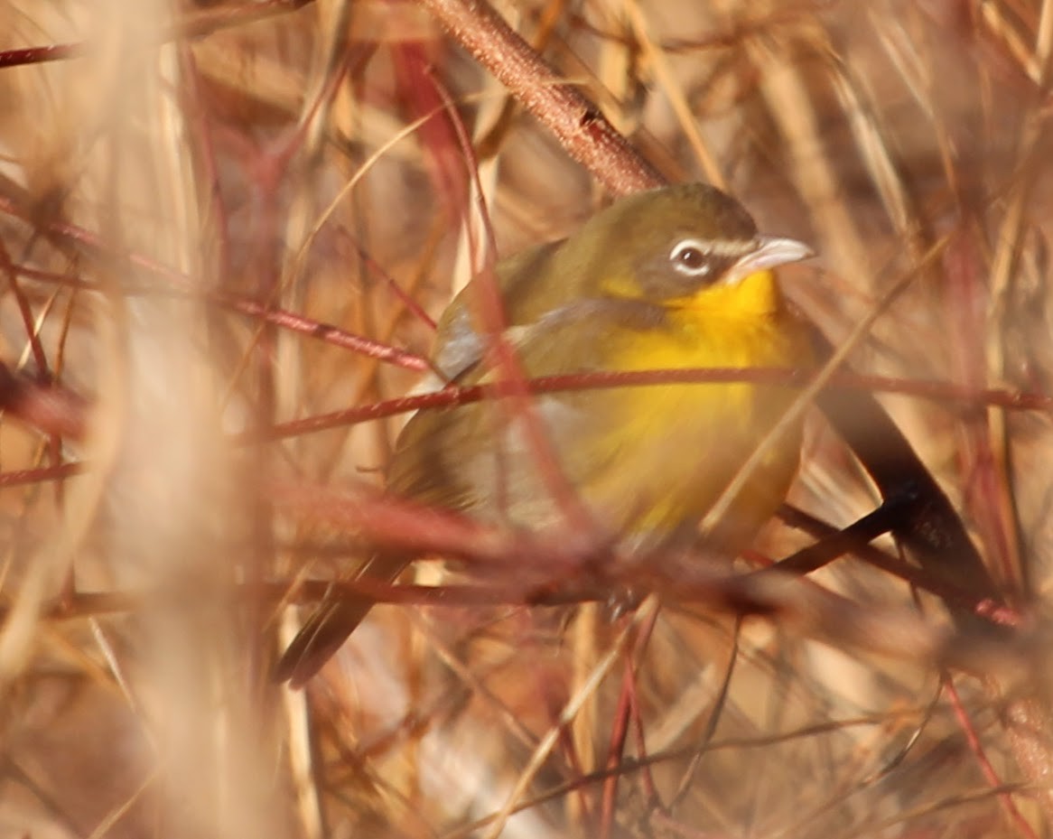 Yellow-breasted Chat - ML646305071