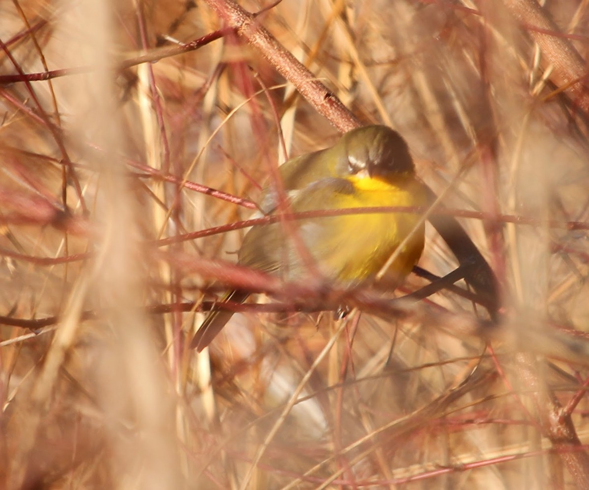 Yellow-breasted Chat - ML646305072