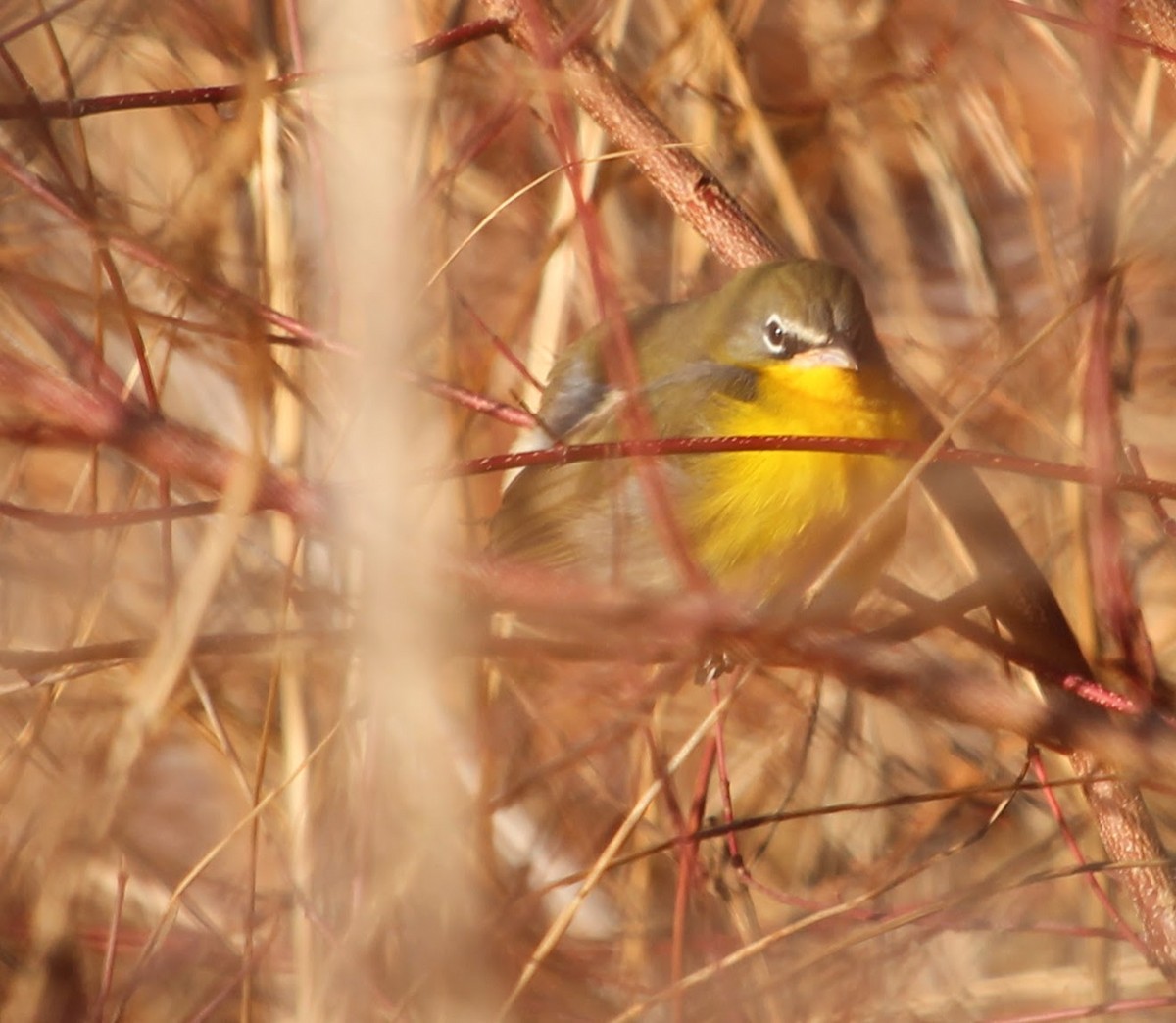 Yellow-breasted Chat - ML646305073