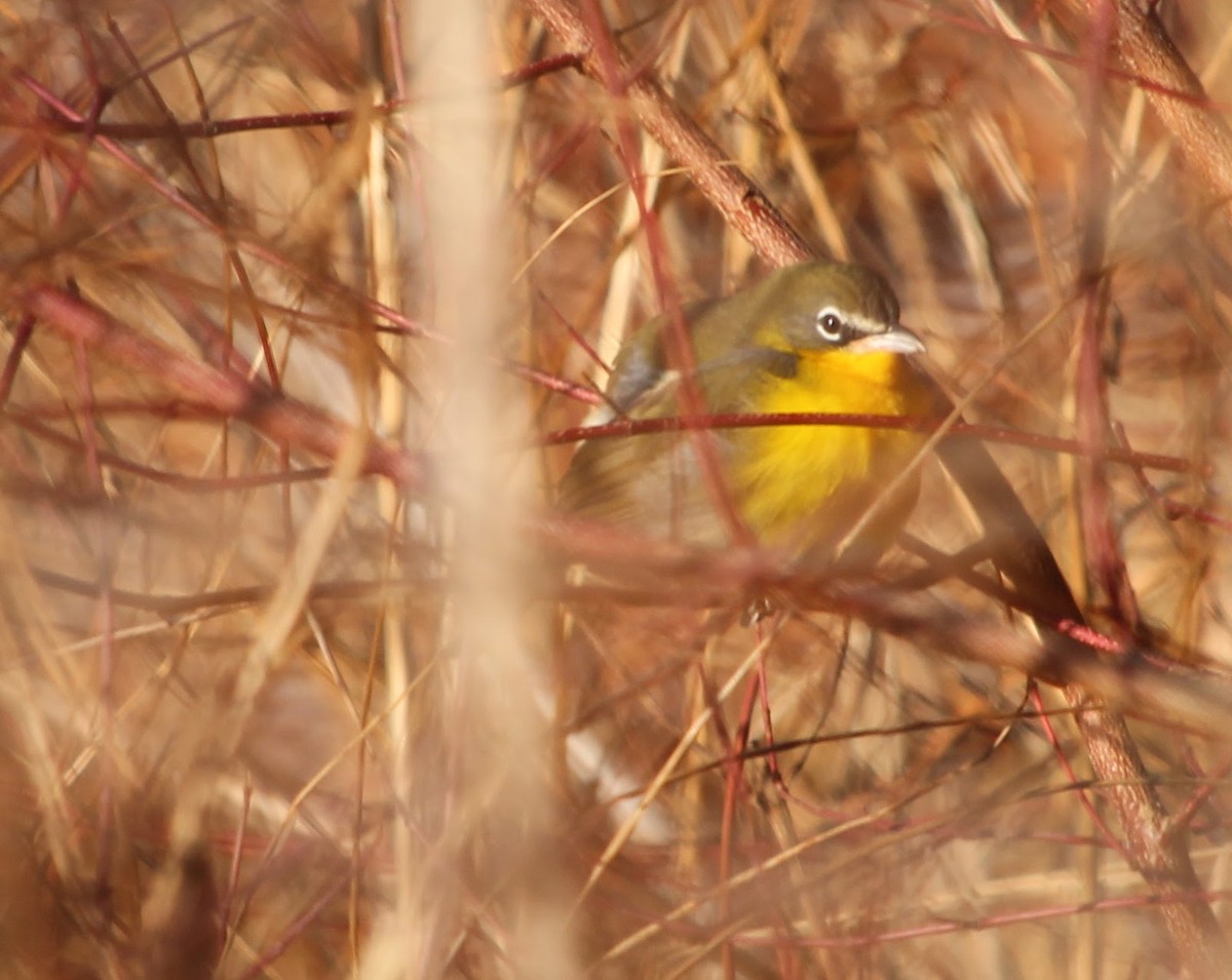 Yellow-breasted Chat - ML646305074