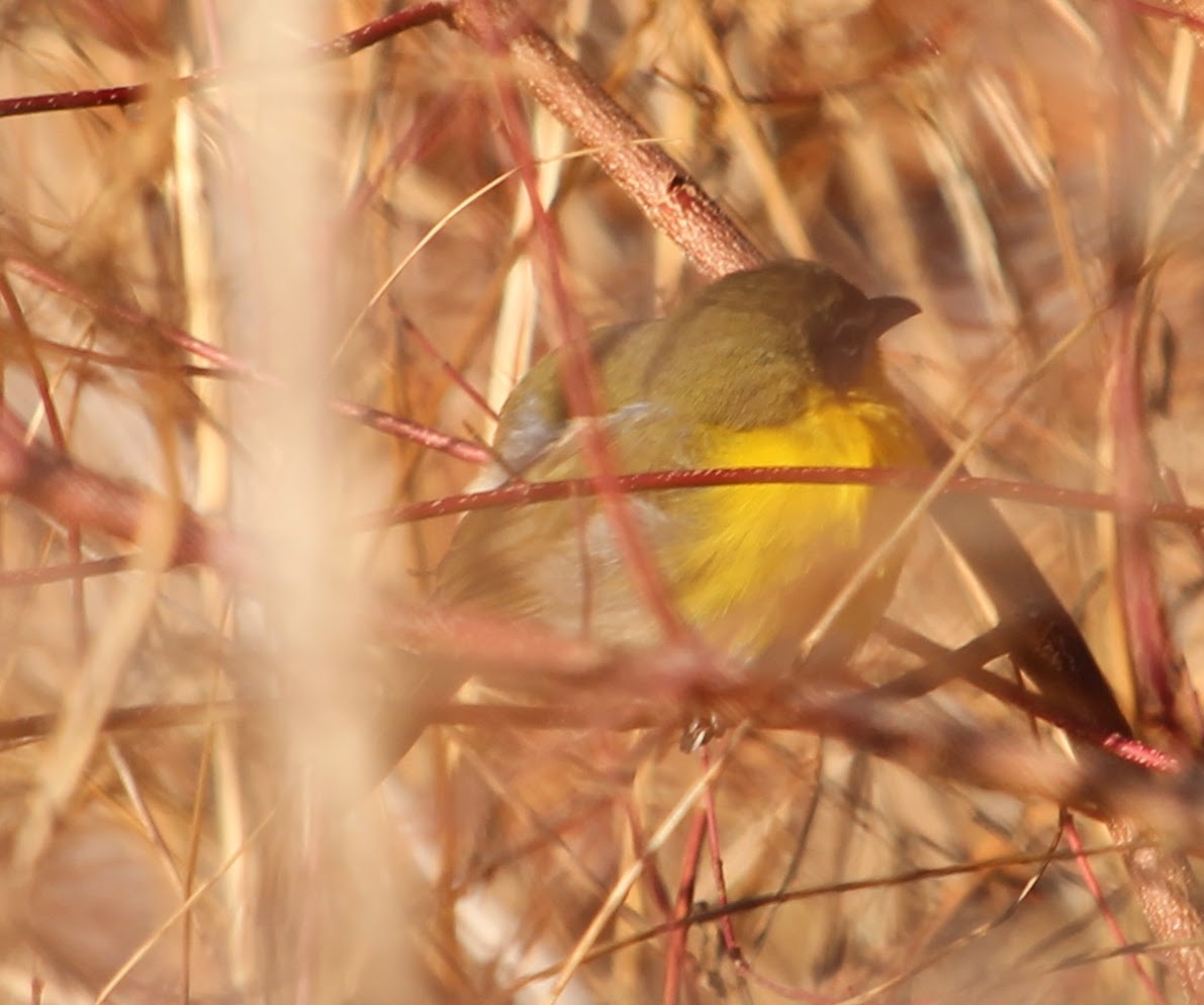 Yellow-breasted Chat - ML646305075