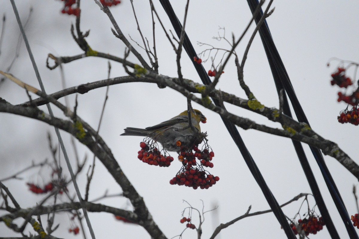 Pine Grosbeak - ML646305076