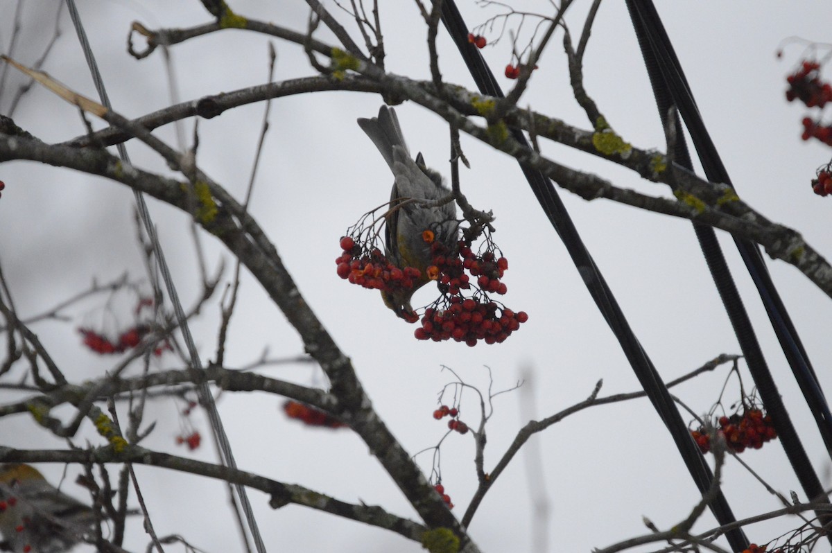 Pine Grosbeak - ML646305077