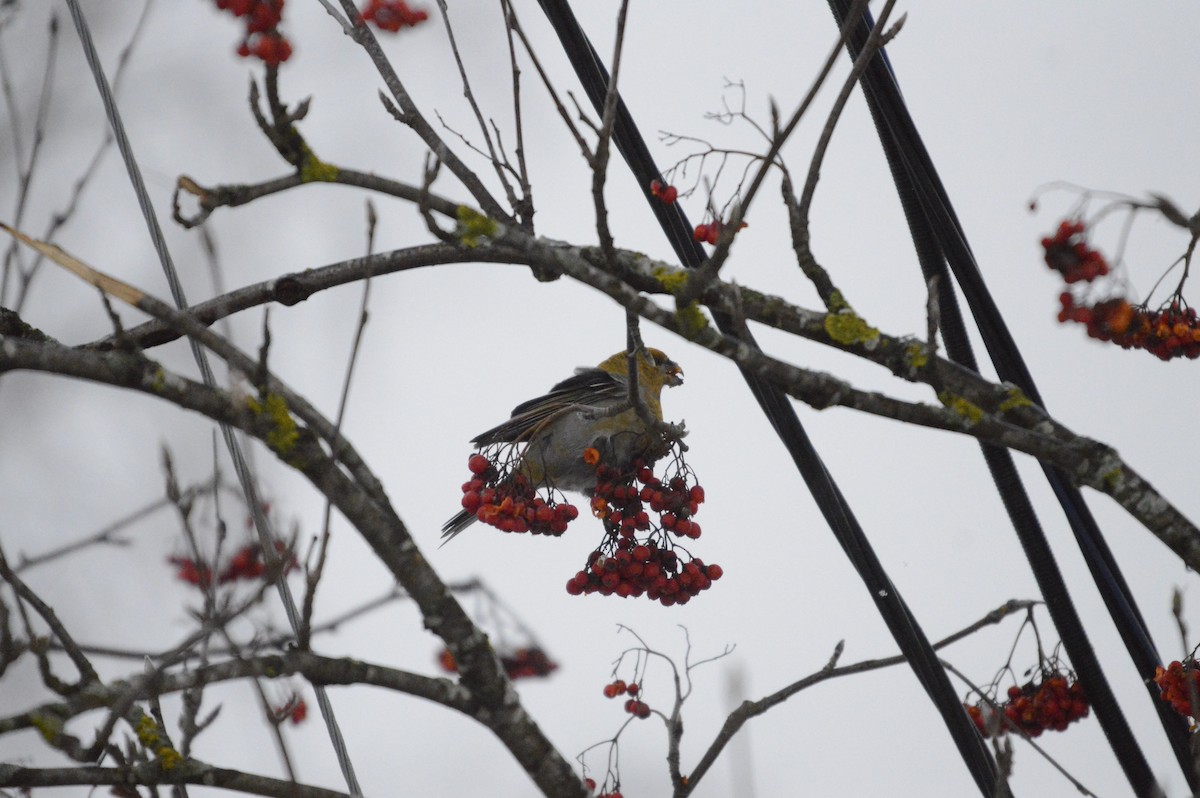Pine Grosbeak - ML646305078