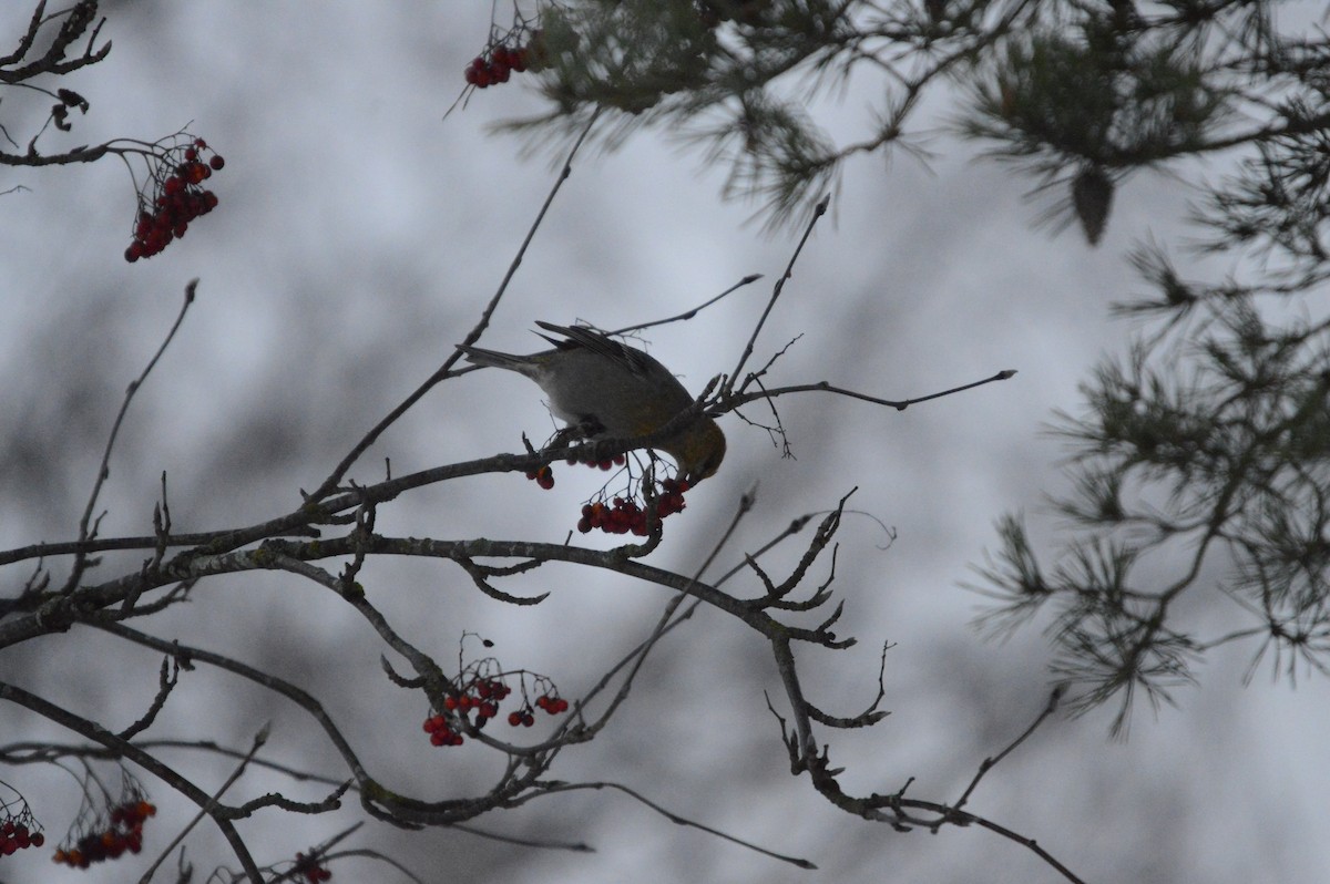 Pine Grosbeak - ML646305079