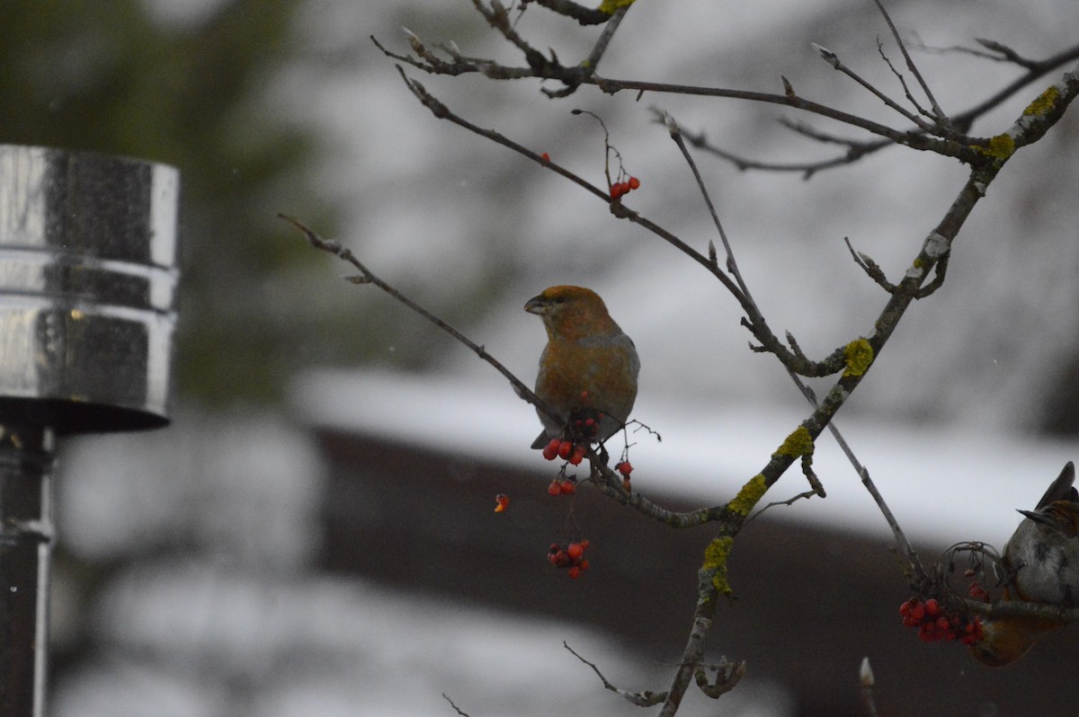 Pine Grosbeak - ML646305080