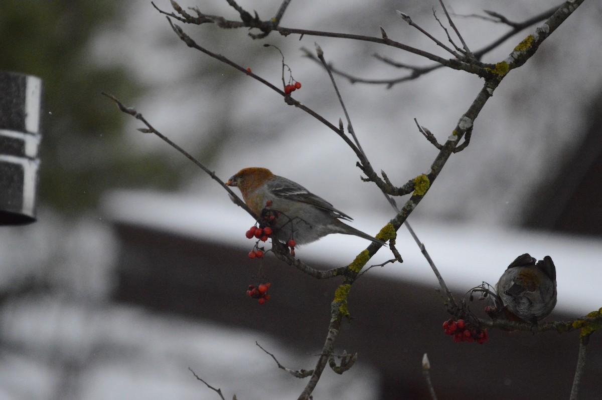 Pine Grosbeak - ML646305081