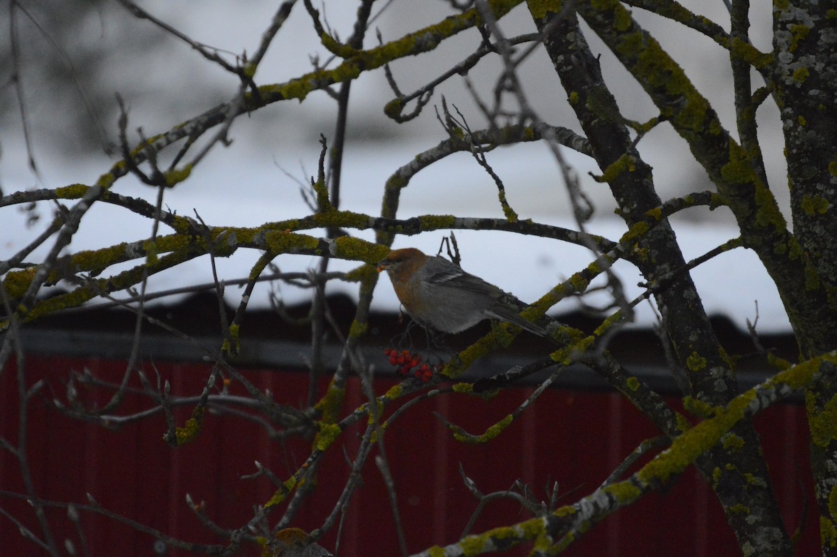 Pine Grosbeak - ML646305082