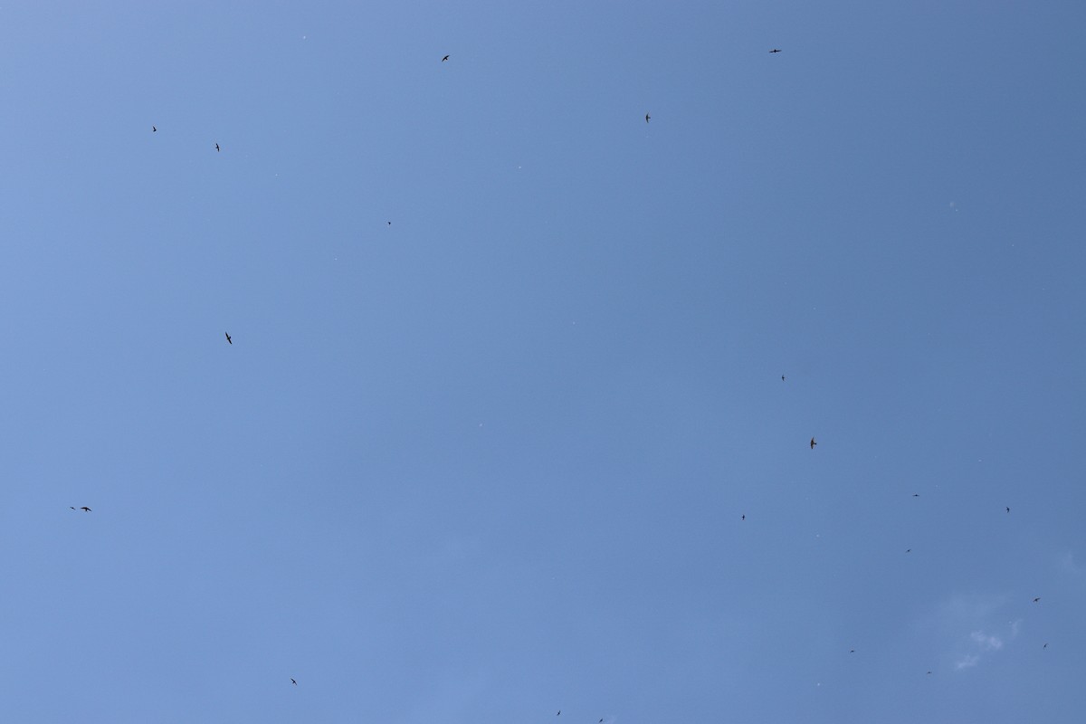 סיס ארובות - ML646305083