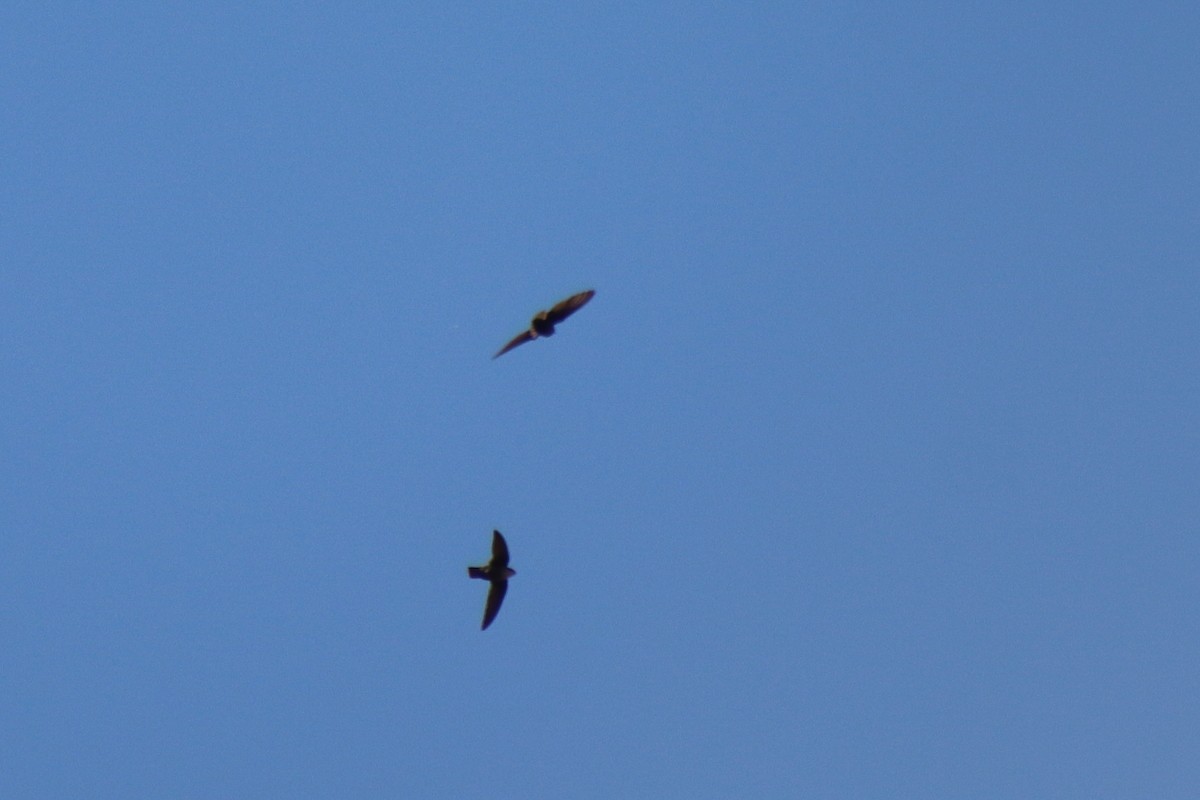 סיס ארובות - ML646305084