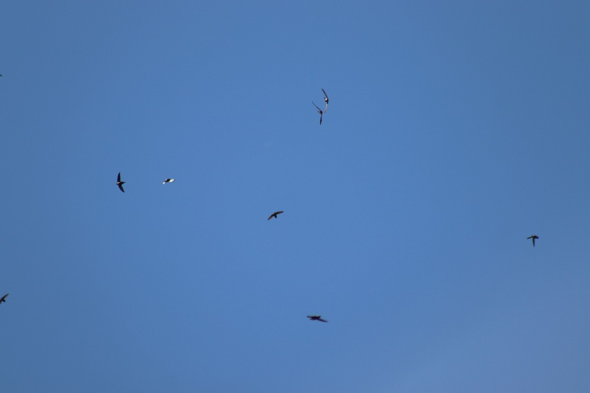 סיס ארובות - ML646305085