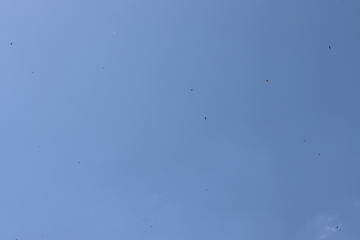 סיס ארובות - ML646305086