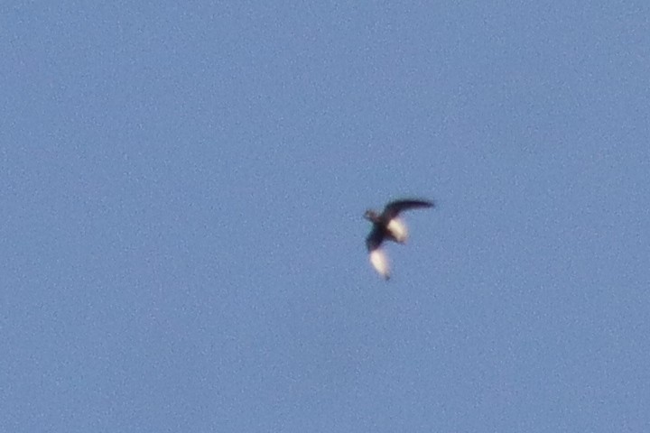 Redhead - ML646305089