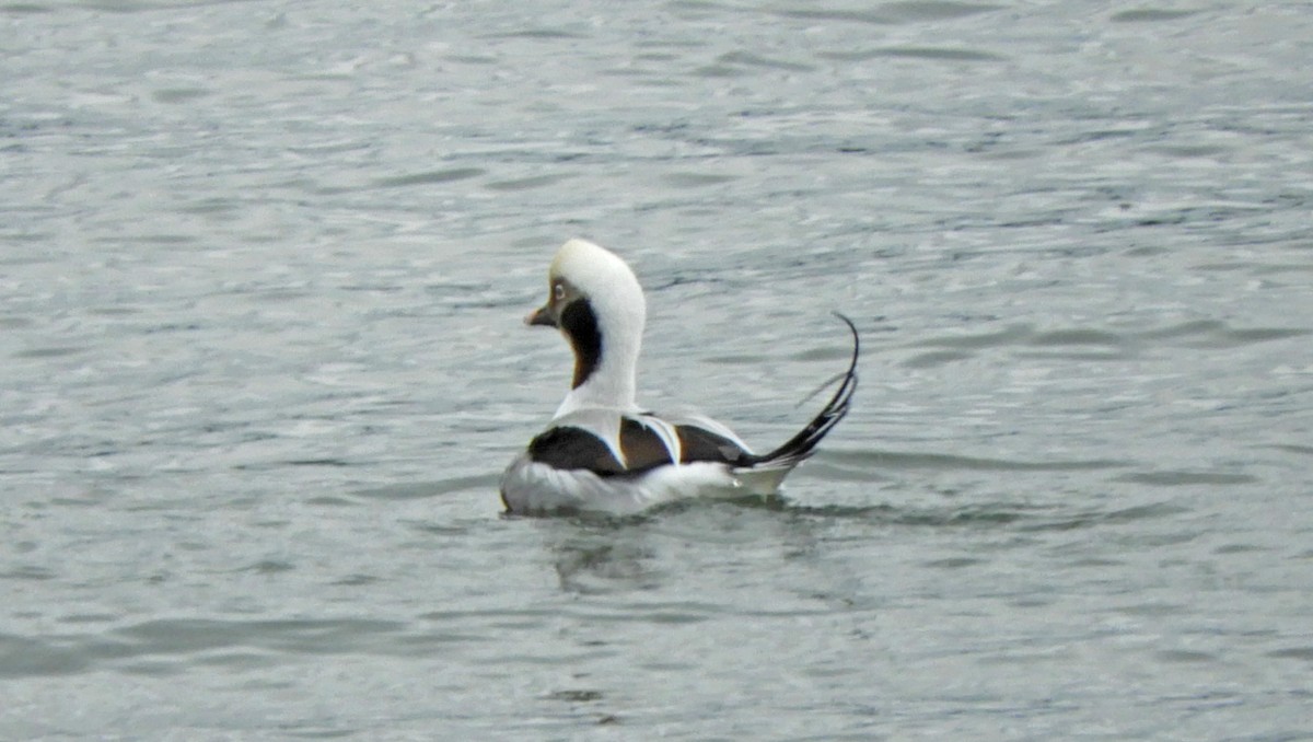 Long-tailed Duck - ML646305090