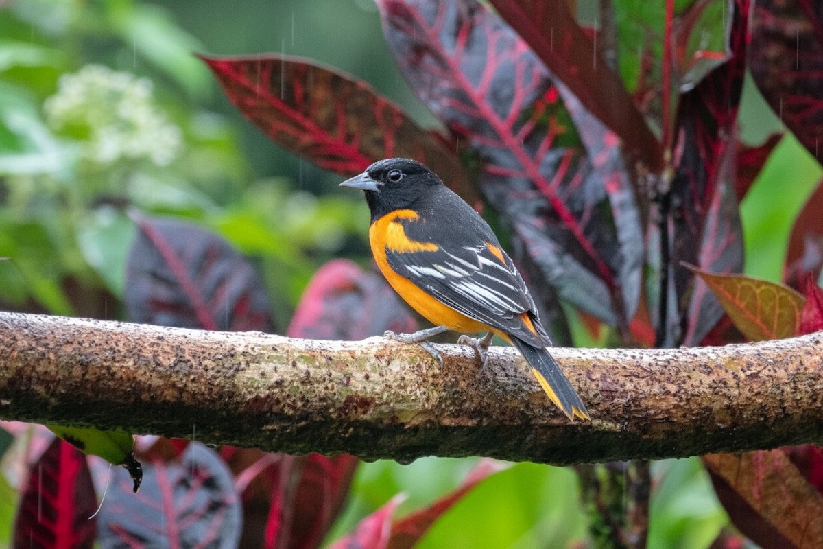 Балтиморский трупиал - ML646305093