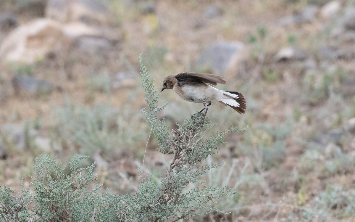 Eastern Black-eared Wheatear - ML646305095