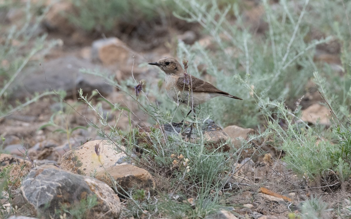 Eastern Black-eared Wheatear - ML646305097