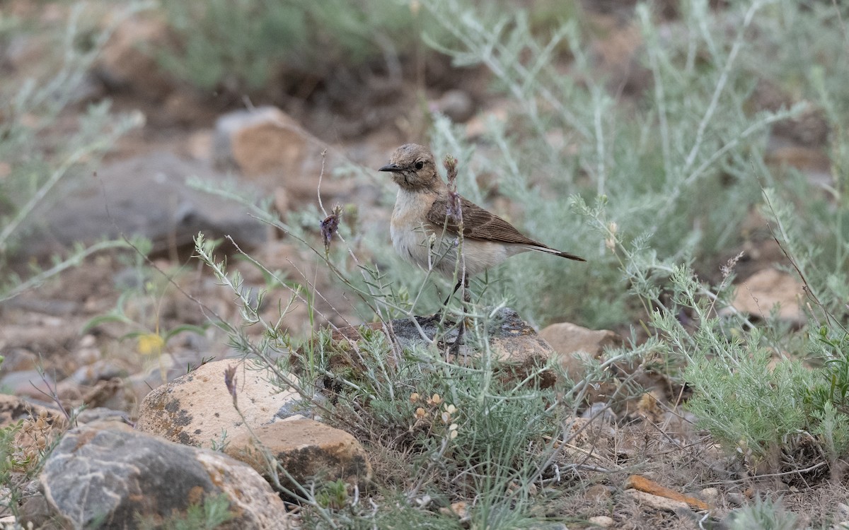 Eastern Black-eared Wheatear - ML646305098