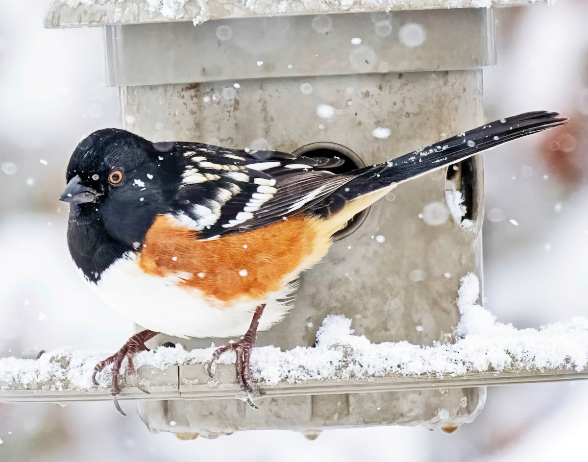Spotted Towhee - ML646305099