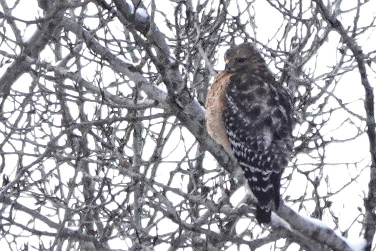 Red-shouldered Hawk - ML646305100