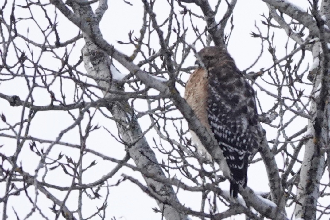 Red-shouldered Hawk - ML646305101