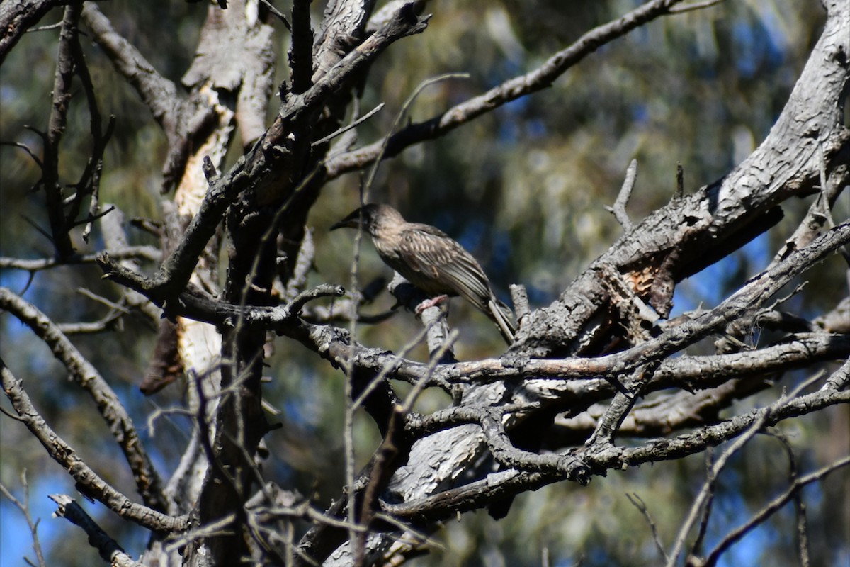 Red Wattlebird - ML646305102