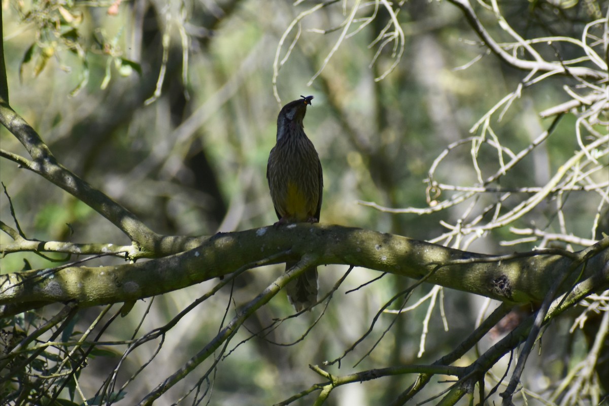 Red Wattlebird - ML646305103