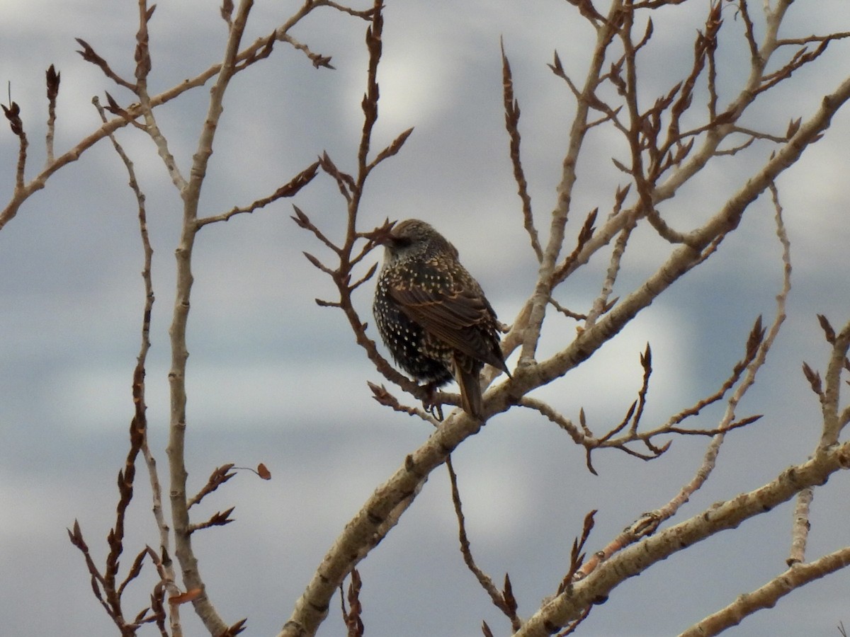 European Starling - ML646305107