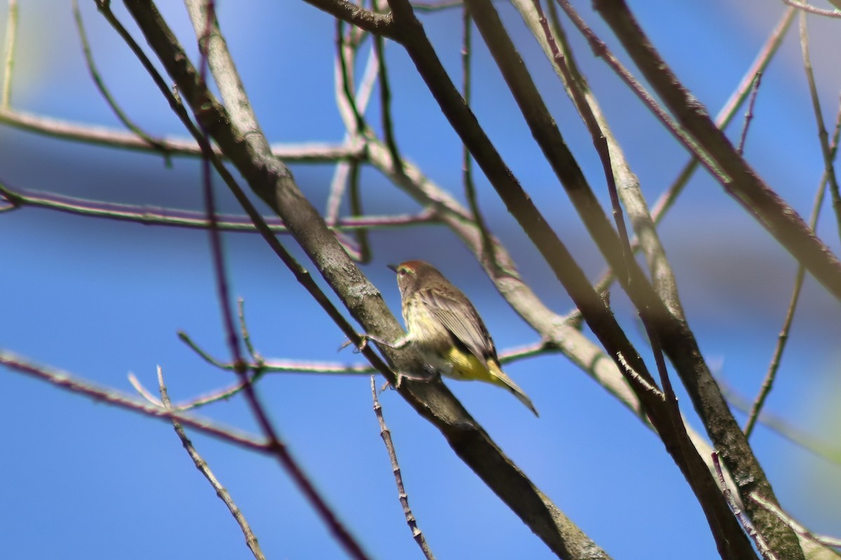 lesňáček bažinný - ML646305109