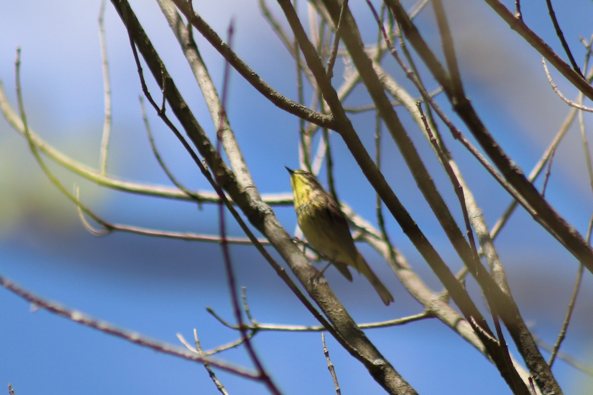 lesňáček bažinný - ML646305111