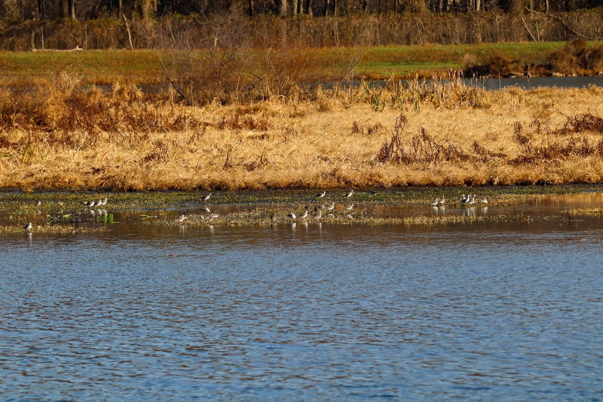 Greater Yellowlegs - ML646305112