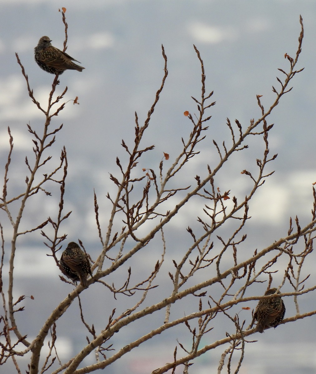 European Starling - ML646305113