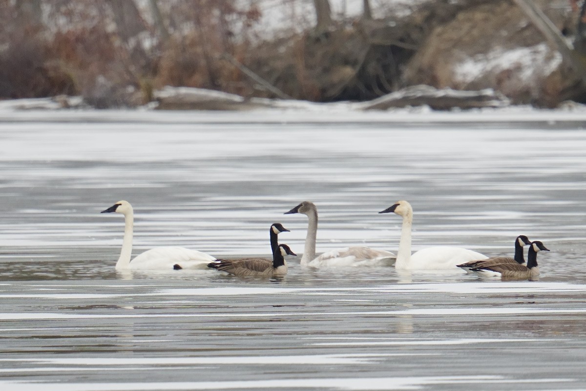 Trumpeter Swan - ML646305115