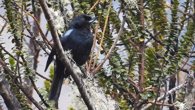 Glossy Flowerpiercer - ML646305116