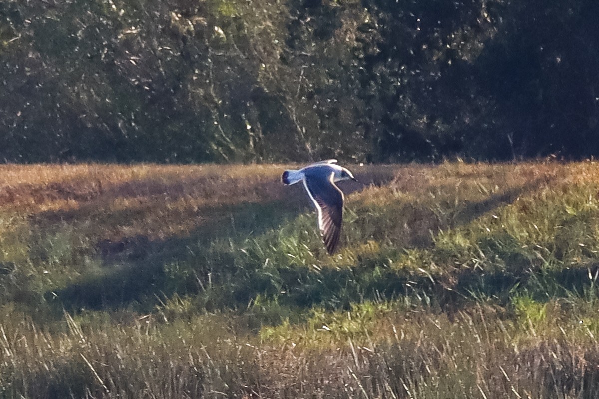 Franklin's Gull - ML646305117