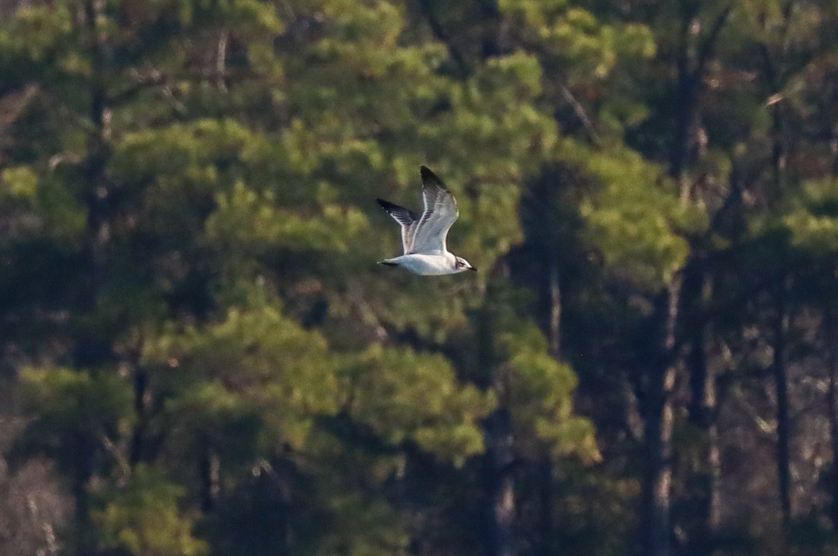 Franklin's Gull - ML646305118