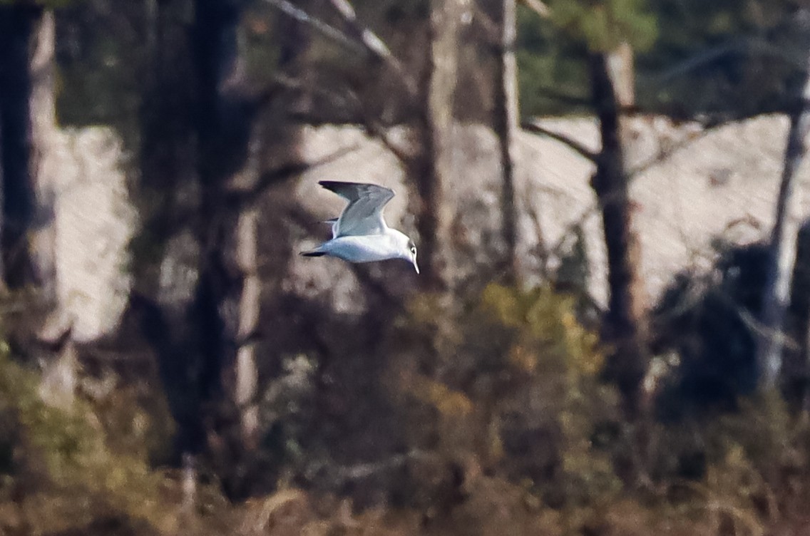 Franklin's Gull - ML646305119