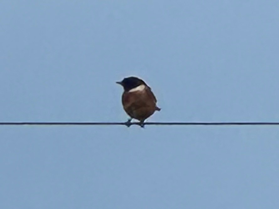 European Stonechat - ML646305122