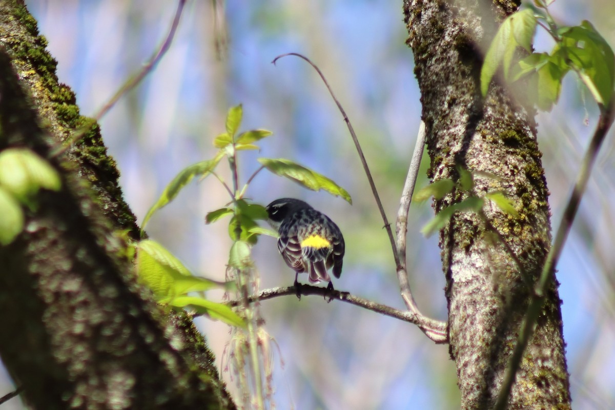 lesňáček žlutoskvrnný - ML646305124