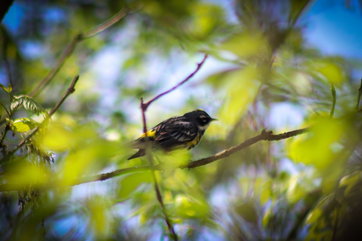 lesňáček žlutoskvrnný - ML646305125