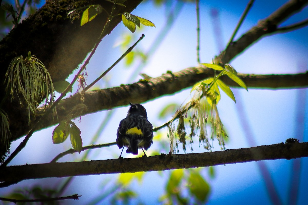 lesňáček žlutoskvrnný - ML646305126