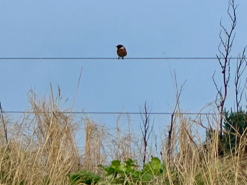 European Stonechat - ML646305127