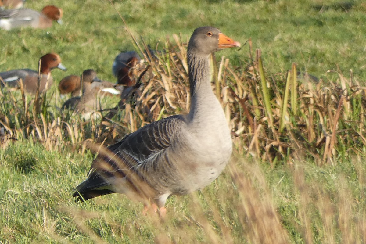 Antzara hankagorrizta - ML646305130