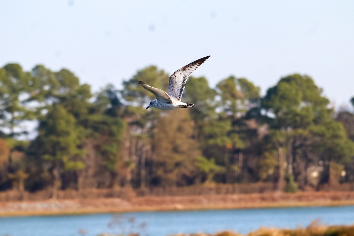 Ring-billed Gull - ML646305131