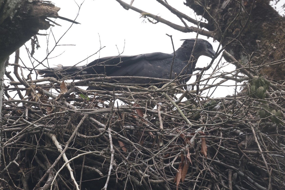 Crested Eagle - ML646305132