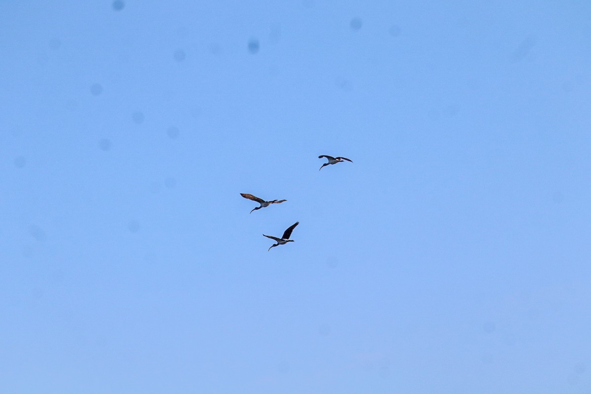 White Ibis - ML646305133