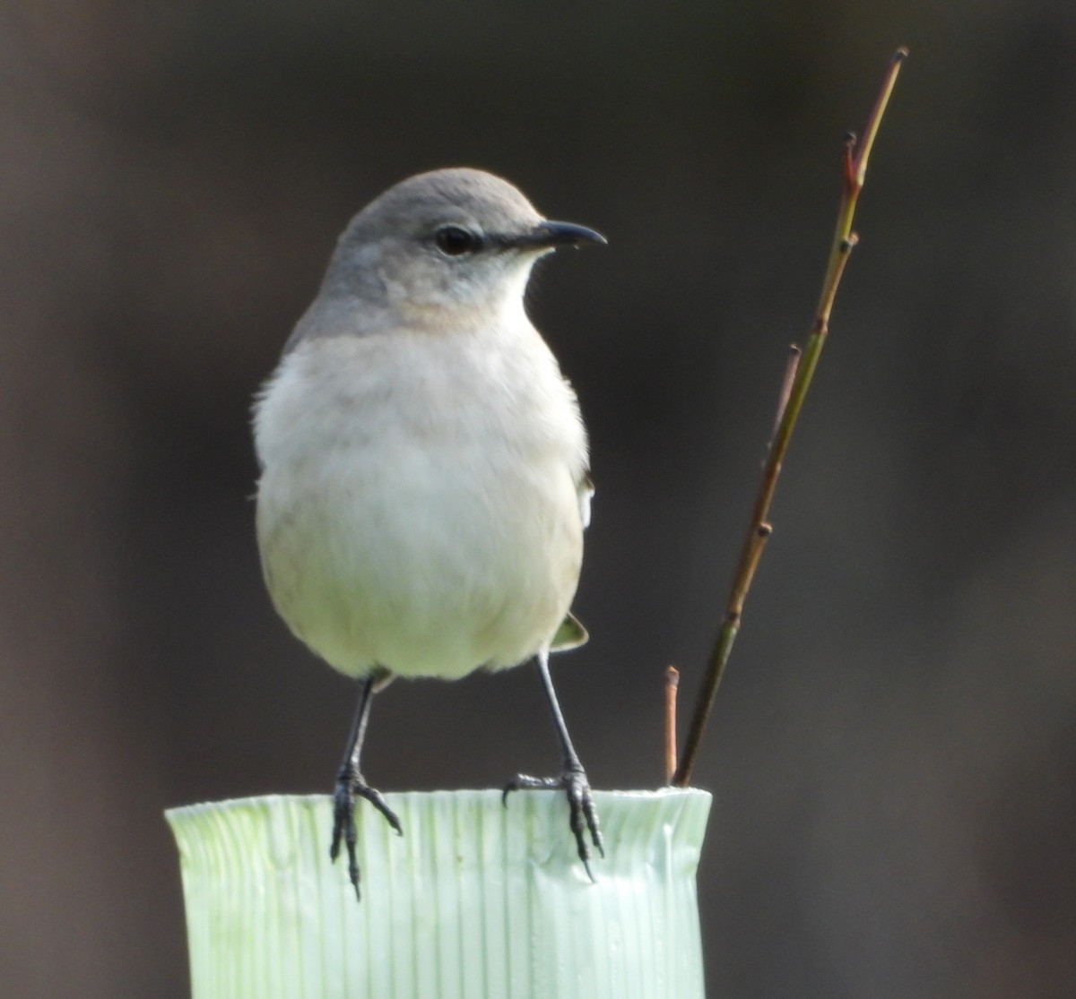 drozdec mnohohlasý - ML646305134